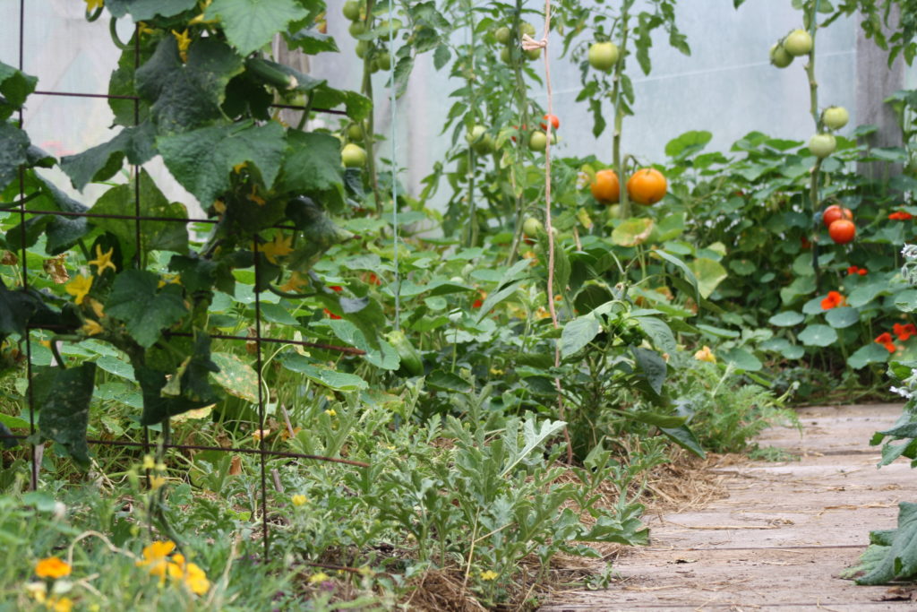 nasturtium, melons and phacelia living mulch beneath tomatoes and peppers