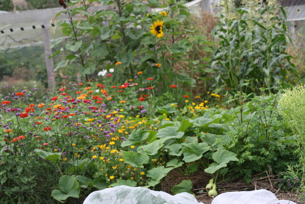squash scramble amongst a living mulch of zinnia, cosmos and calendula