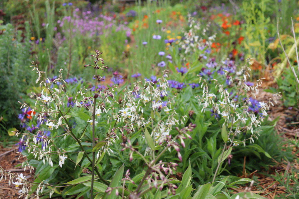 perennial cornflower, renga renga, cornflowers and yarrow