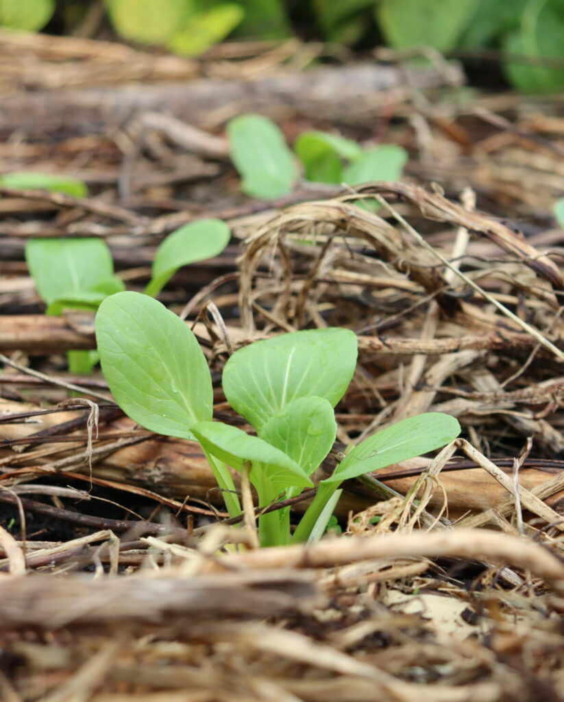 newly planted bok choy in homemade mulch