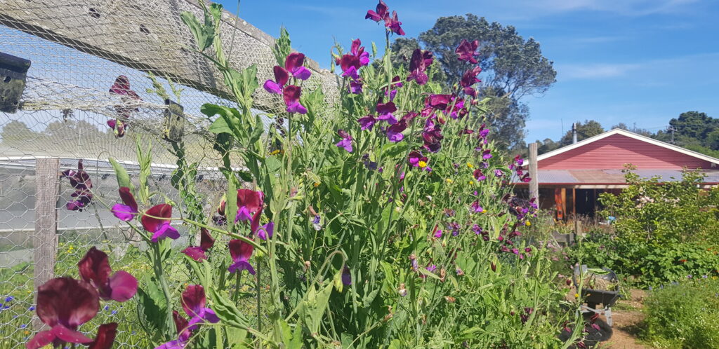 flowering sweetpeas