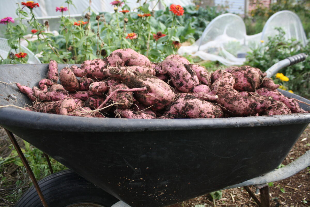 kumara harvested, ready for curing