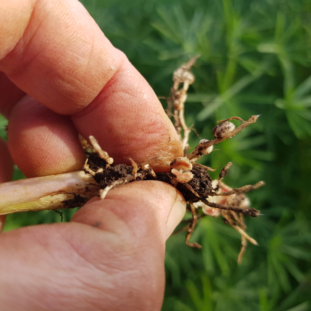 nitrogen fixing nodules on the roots of a lupin