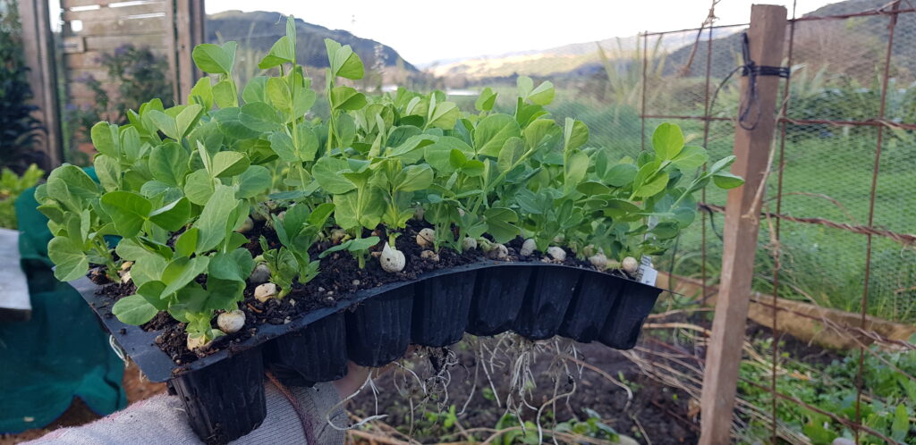 peas in plug trays ready to be popped out and planted