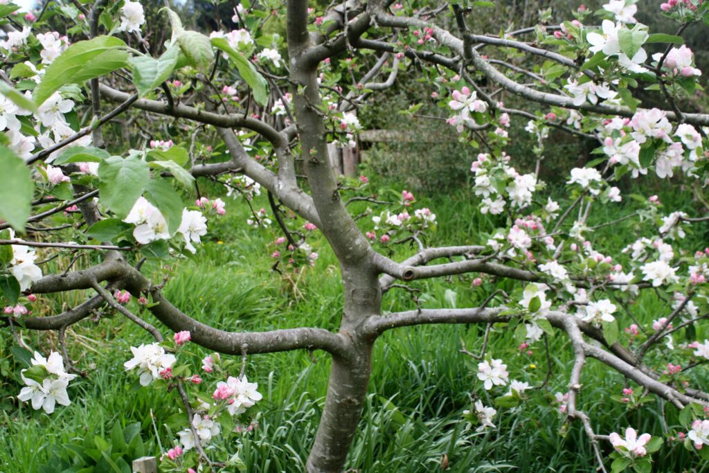 Mayflower apple tree in spring - you can see the central leader and scaffold branches clearly before the leaves come inleader