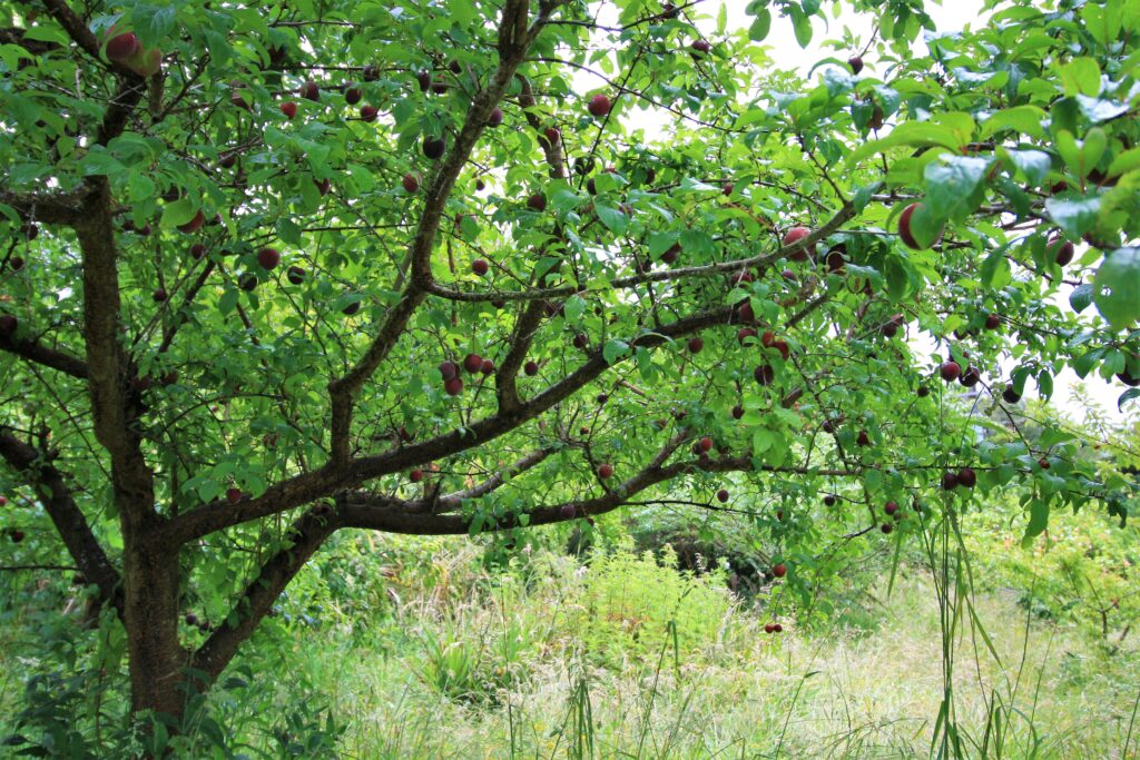 well spaced scaffold branches on this plum