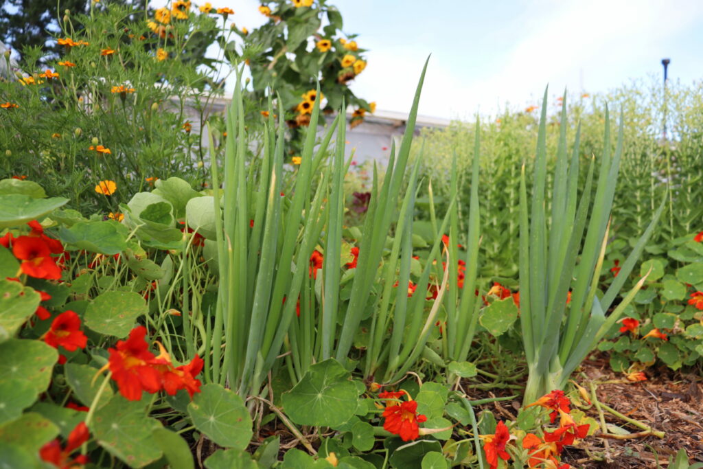 nasturtium is a living mulch around the leeks