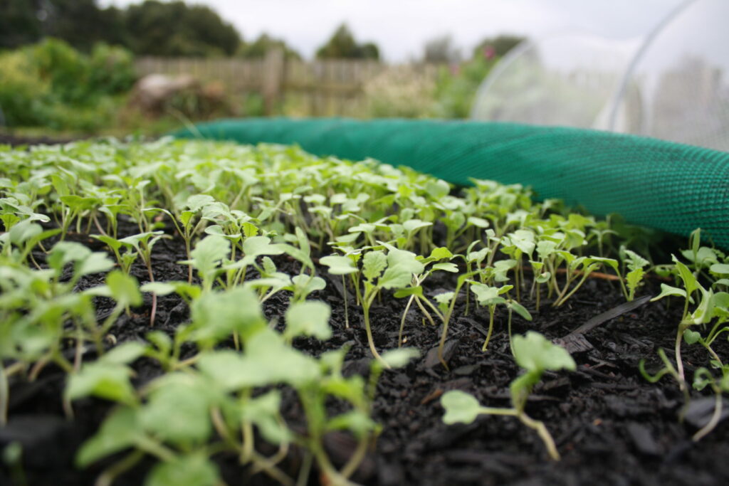 shadecoth taken off the newly sprouted greencrop - ready to go it alone without protection