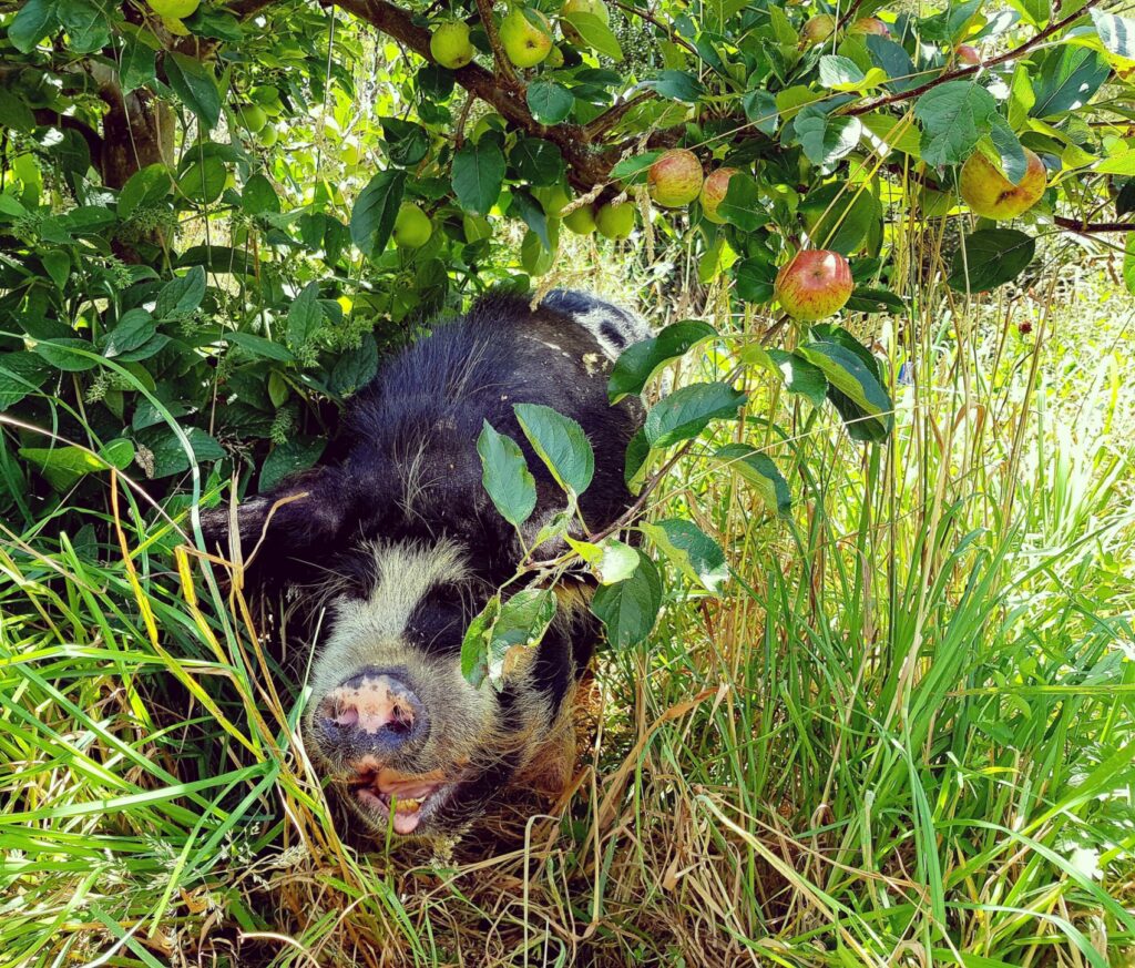 Nellies favourite time of year cleaning up diseased fruits beneath the trees, breaking cycles of disease