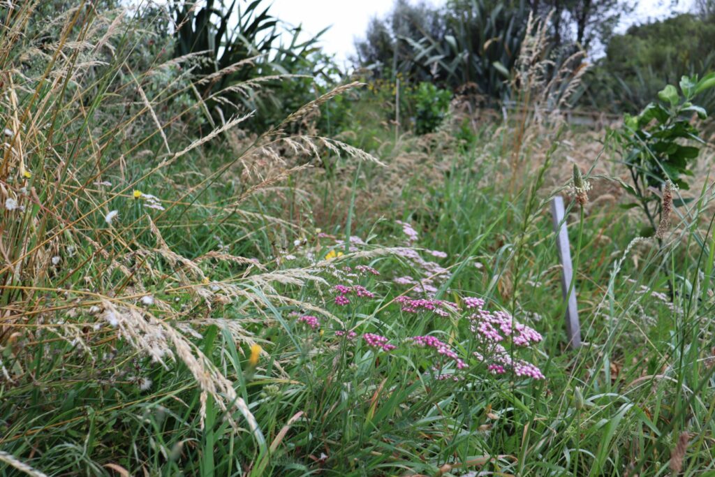 long grasses flowering, yarow, plantain - a wild area