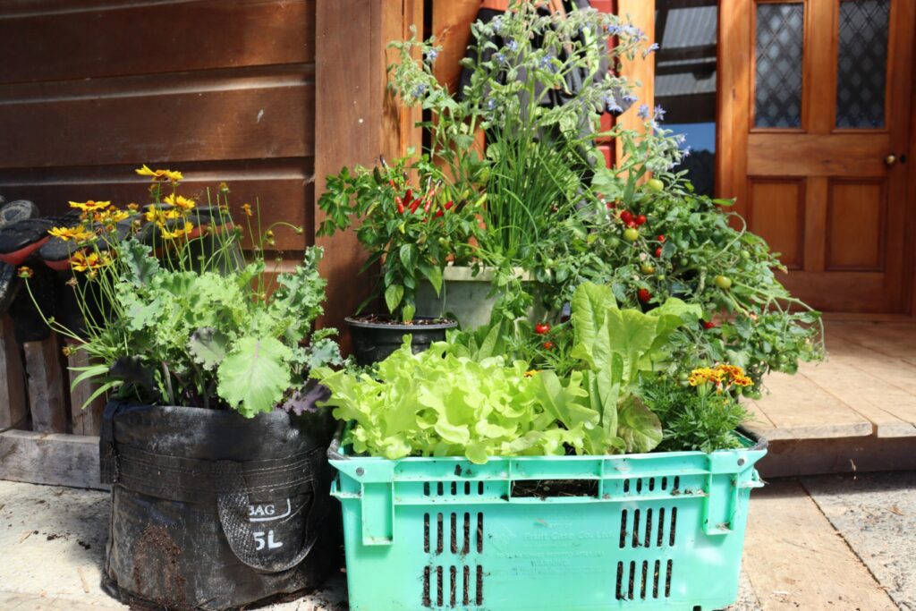 a selection of vegies in containers - right by the front door for ease