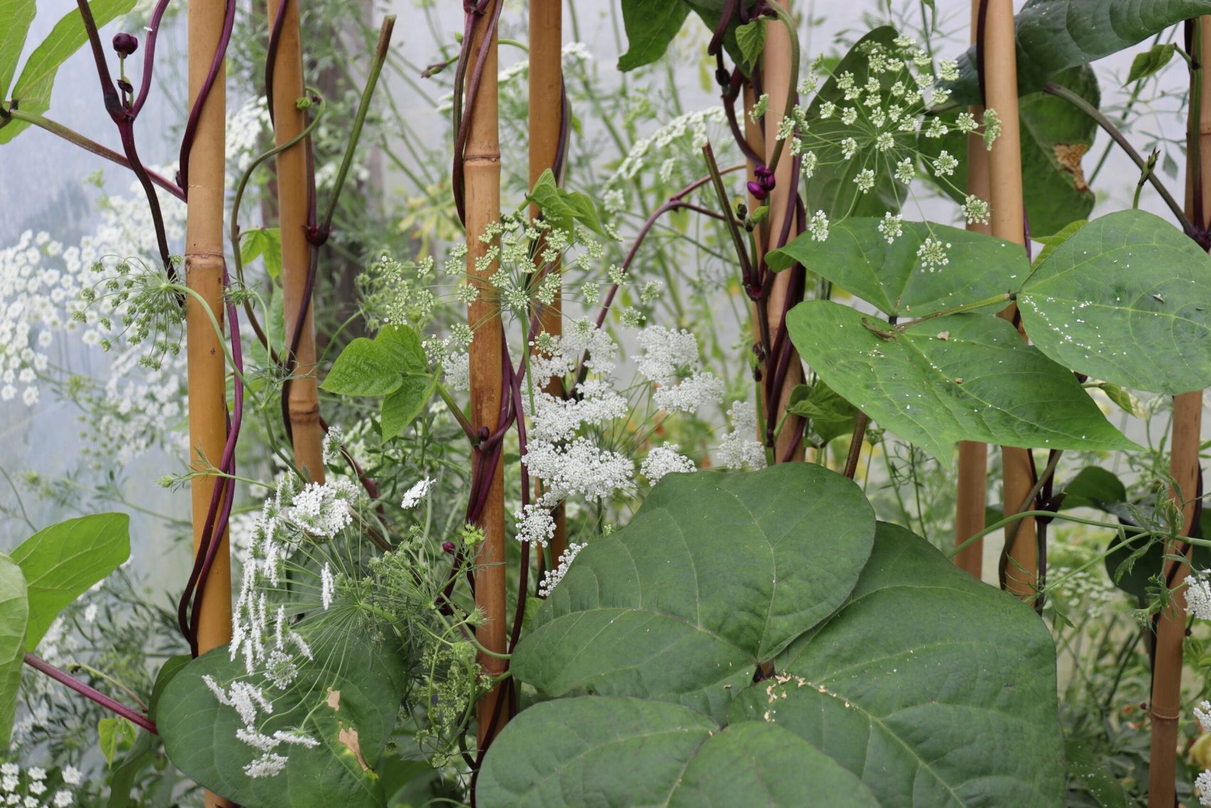 Bishops flower and climbing beans in the greenhouse