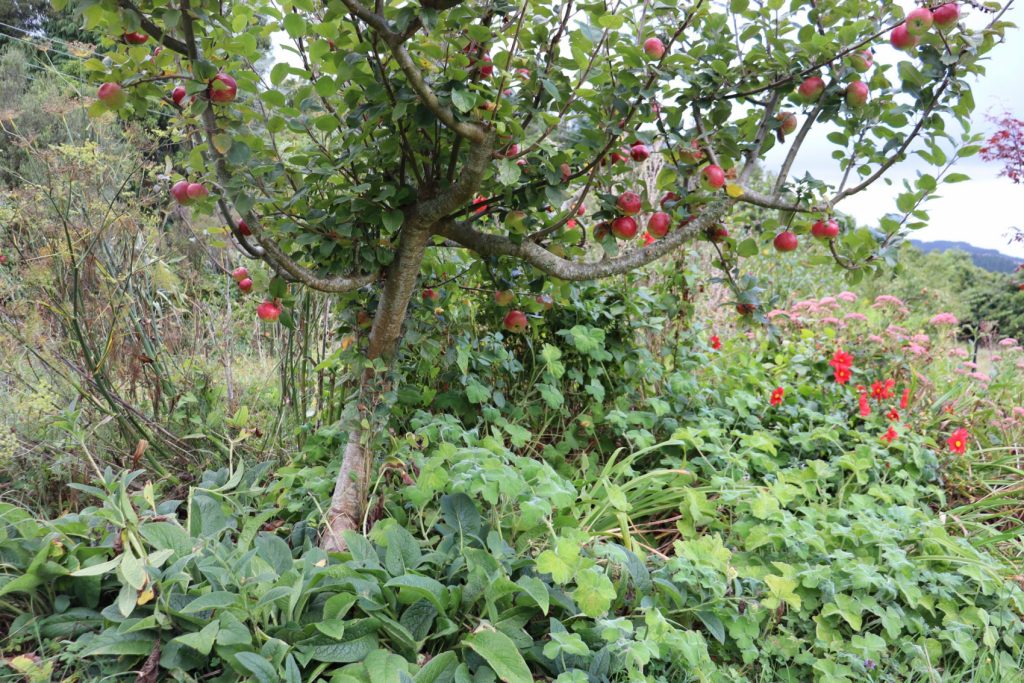 comfrey, nasturtium, peppermint geranium and fennell growing beneath an apple tree