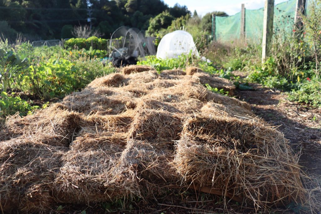 old hay spread thickly to mulch a vegie bed