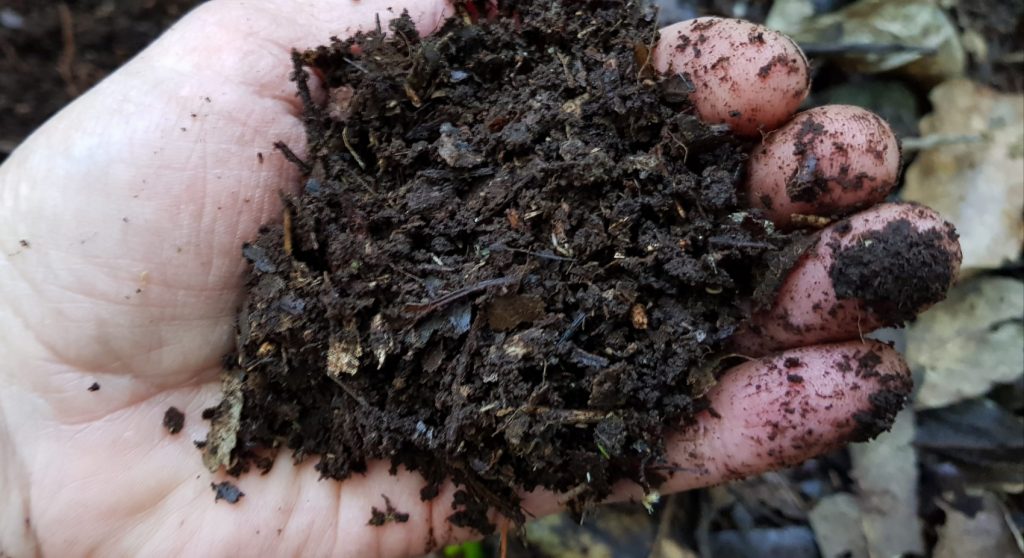 a handful of leaf mold