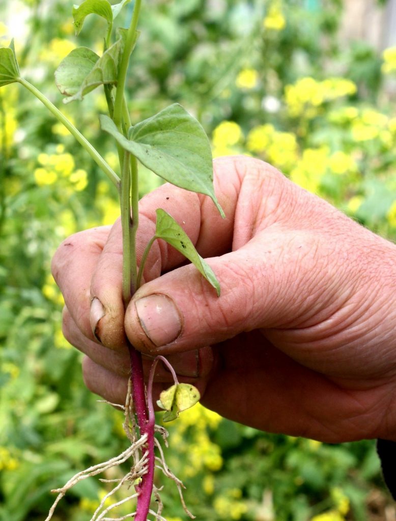 a kumara shoot newly peeled off the mother kumara