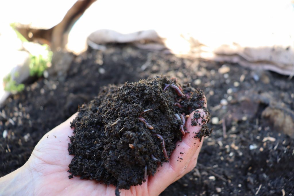 a handful of rotten manure for seed raising mix