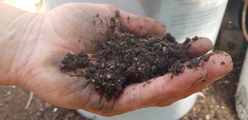 testing potting mix by squeezing it in my hand