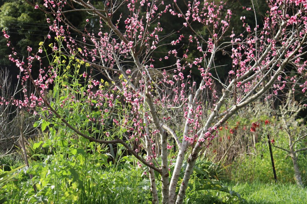 river peach tree blossoming in october