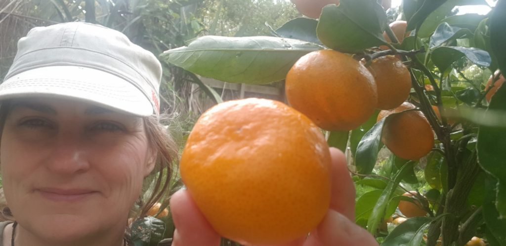 Stasuma mandarins are ready when the skin feels loose when you squeeze them
