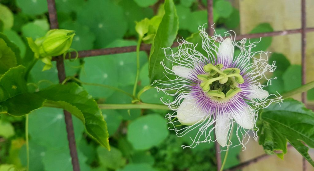 passionfruit flowers on new seasons lateral shoots