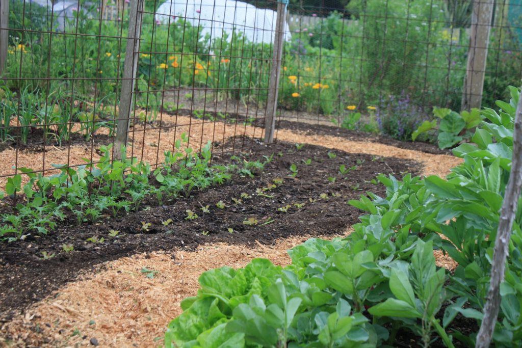 peas and newly planted saladings in the october vegie patch