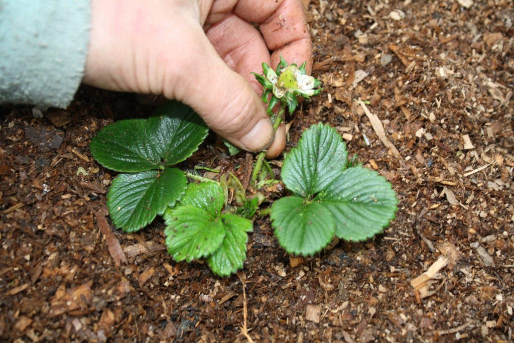 plucking a flower of a small strawberry plant