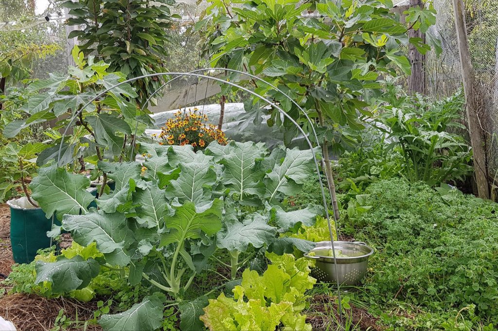yams naturalised under figs and a quick crop of broccoli and salads squeezed in the gap