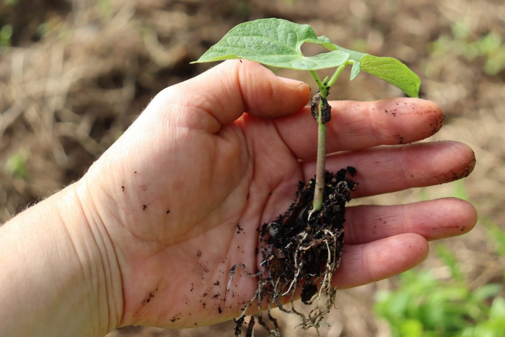Bean seedling popped out of the plug tray ready to plant