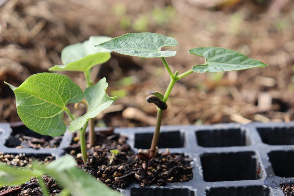 Bean seedlings in a plug tray ready to be transplanted