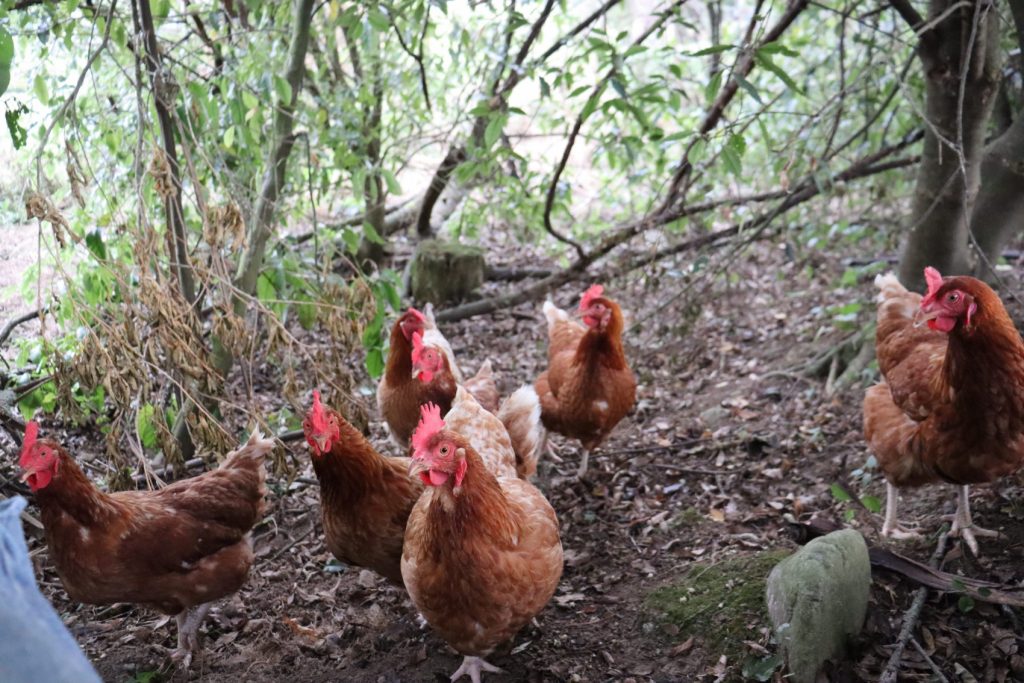 The chickens beneath the natives in summer