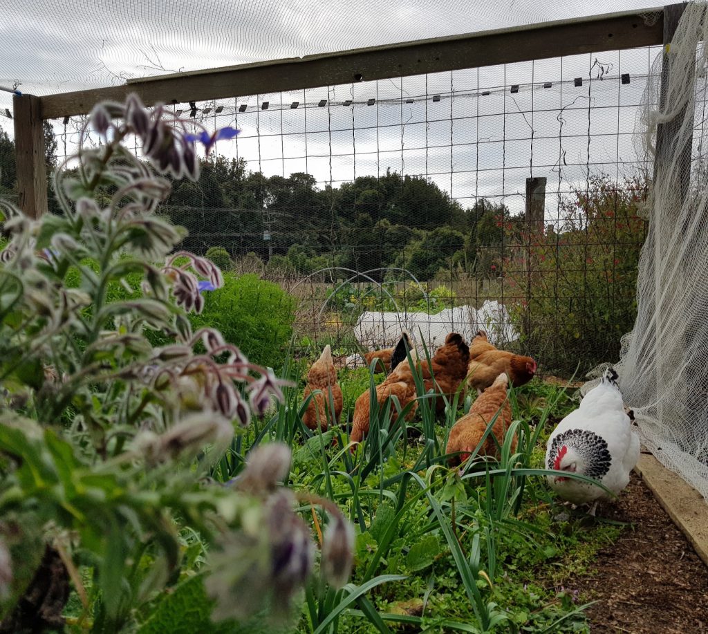 chickens weeding the vegie patch