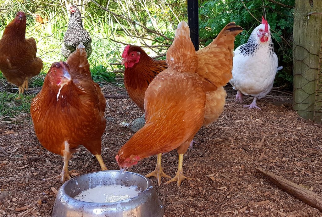 chickens eating their anti worm mash