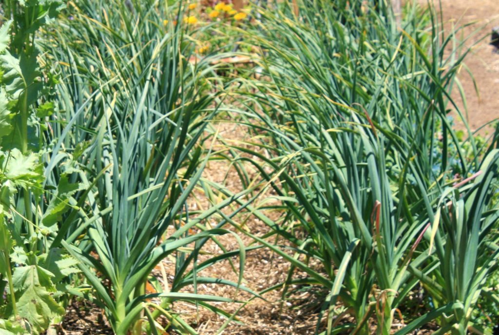 garlic is ready to harvest