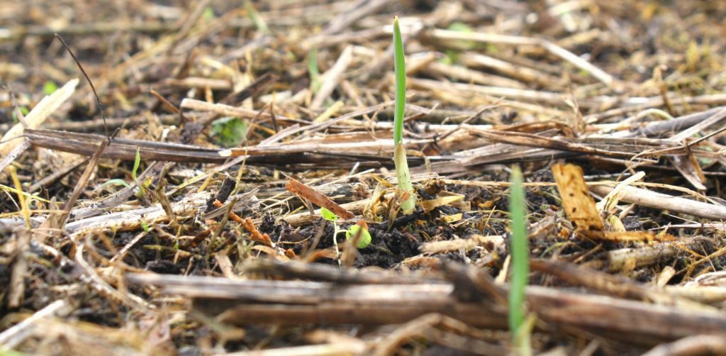 garlic shoots 4 weeks after planting