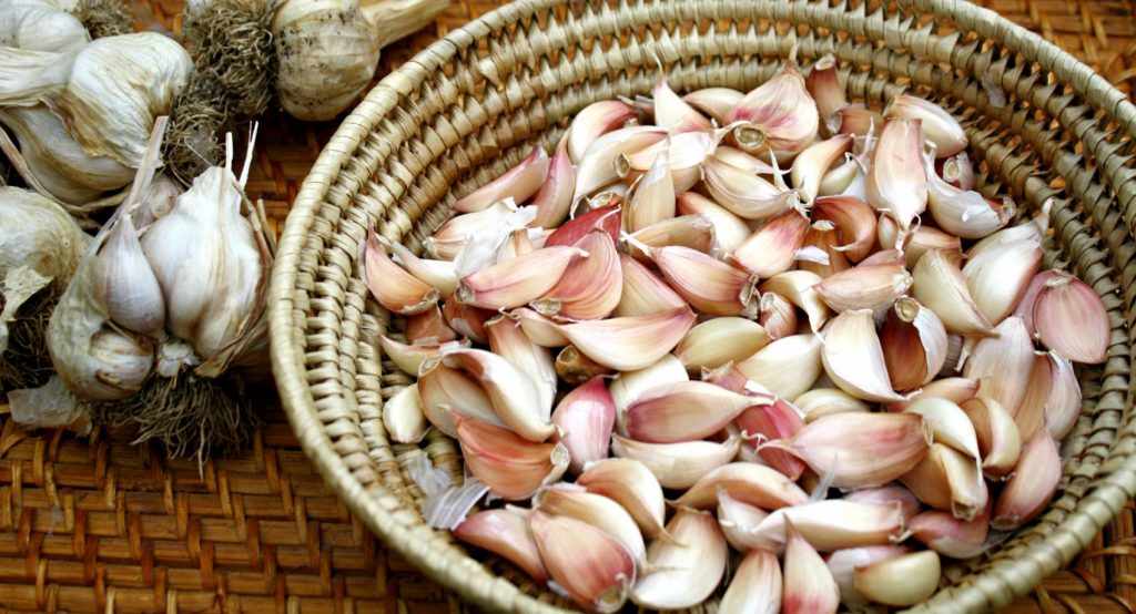 separating garlic cloves before planting