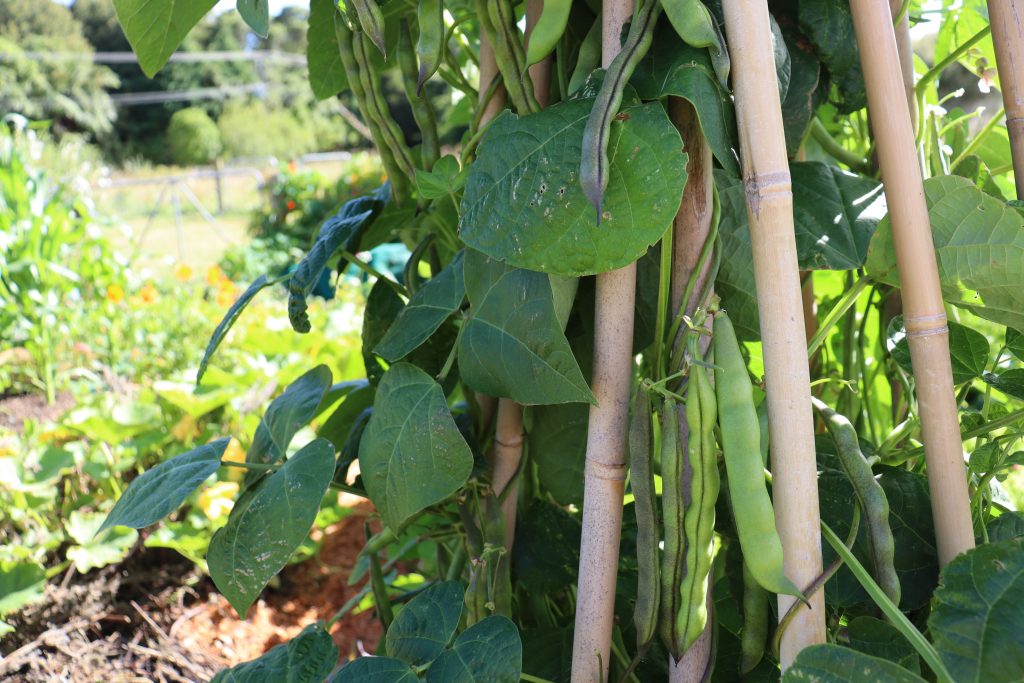 shellout beans growing on a bamboo teepee style frame