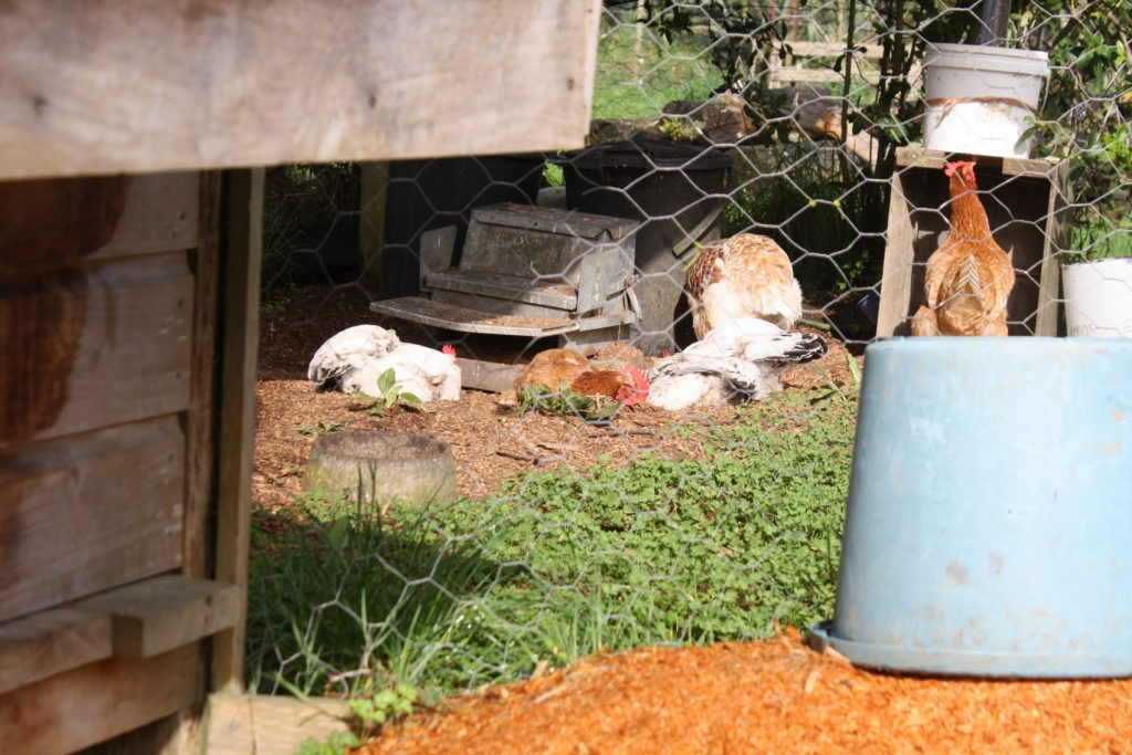 chooks dustbathing in the dry sawdust