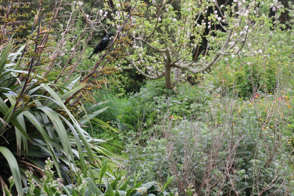 Tui feeding on flax flowers blossoming apples in the background