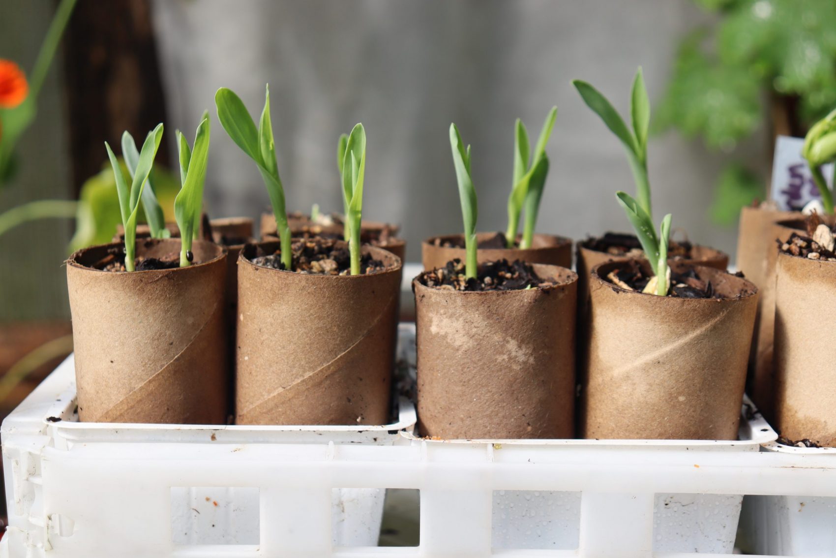 corn seedlings growing in toliet rolls