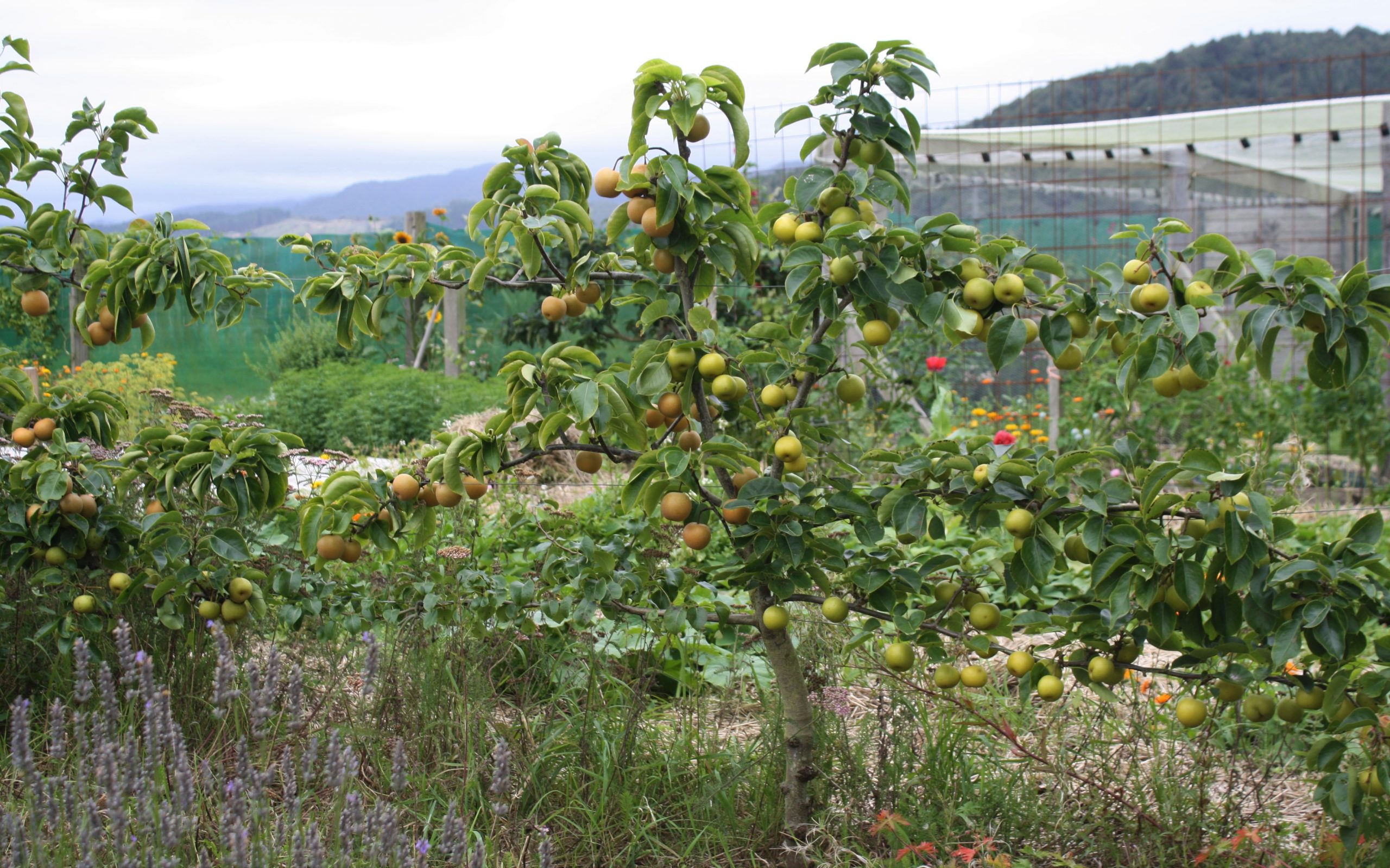 Are Fruit Trees Fast Growing Are Fruit Trees Fast Growing