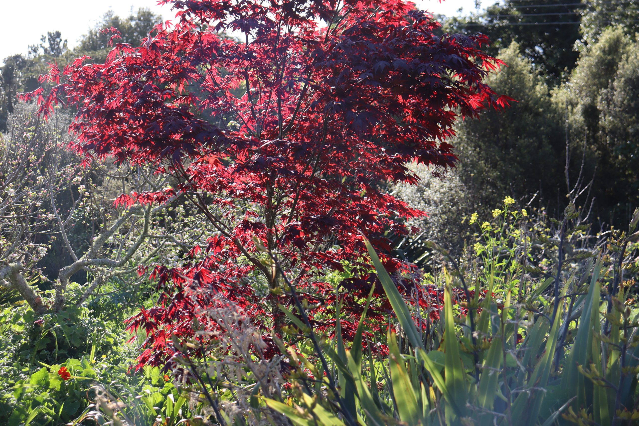Blood maple. Deciduous trees are great for leaf litter and letting in winter light.