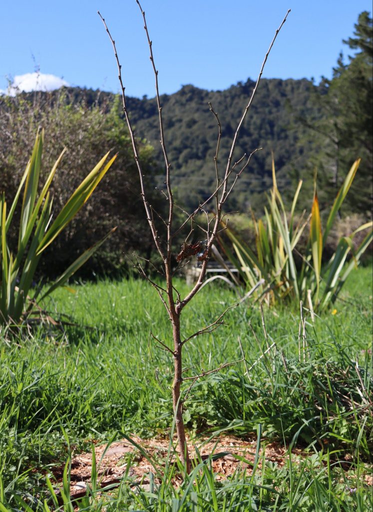 Newly planted hazelnut