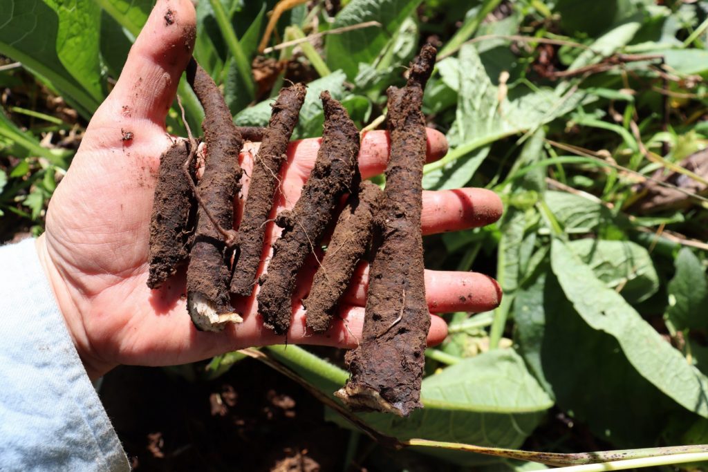 Comfrey root cuttings ready to plant