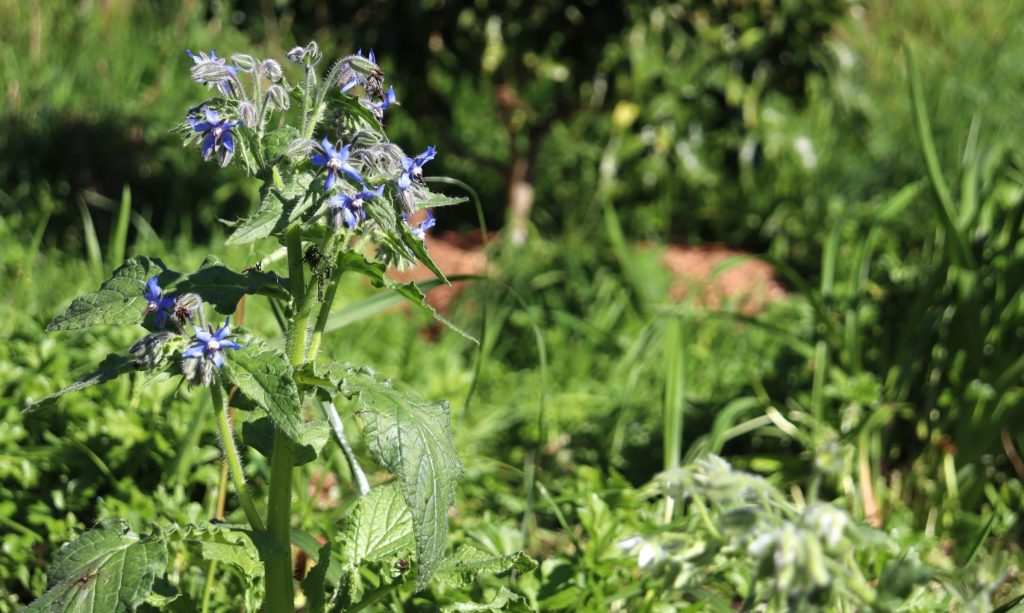 borage self seeding through the grass