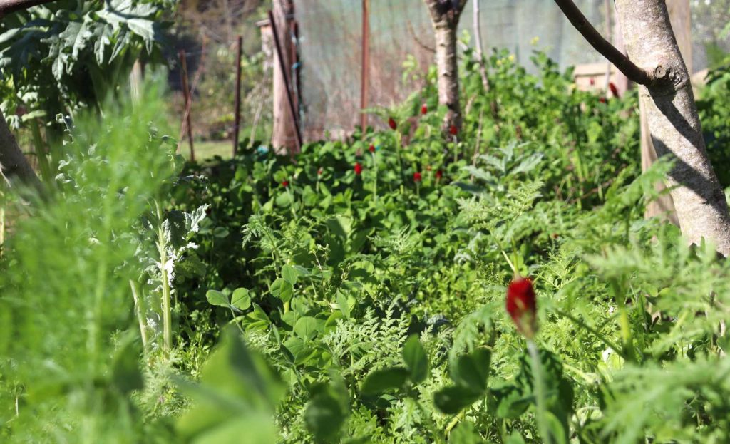 crimson clover, phacelia artichokes and fennel guild beneath the figs