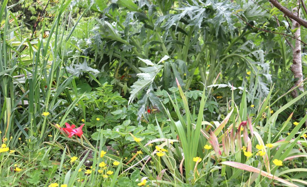 The ground beneath a peach tree transitioning from buttercup and dock to artichokes and comfrey