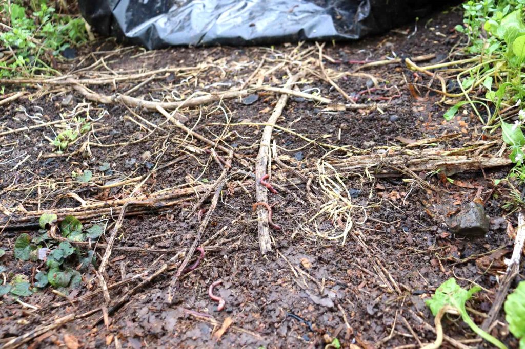 weeds cleared beneath the black plastic