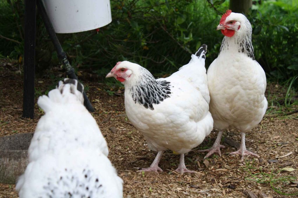 3 young pullets with the hanging water bucket