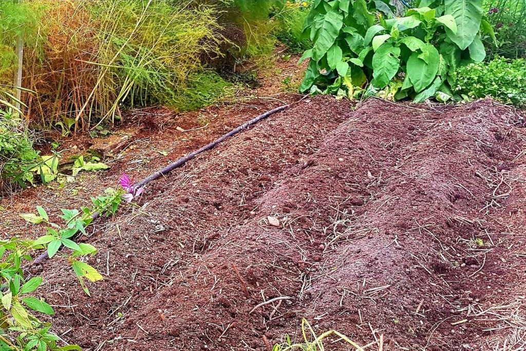 kumara ridges ready to be covered in plastic and warmed up